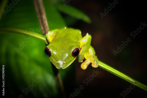 Gliding tree frog on branch in a rainforest