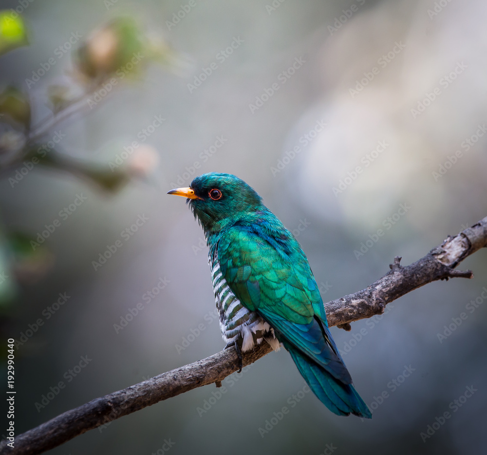 Asian Emerald Cuckoo (Chrysococcyx maculatus) Cactus Emerald is native to the tropical evergreen forests of northern India, southern China, and northern Thailand.