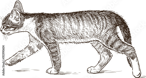 A little kitten is walking