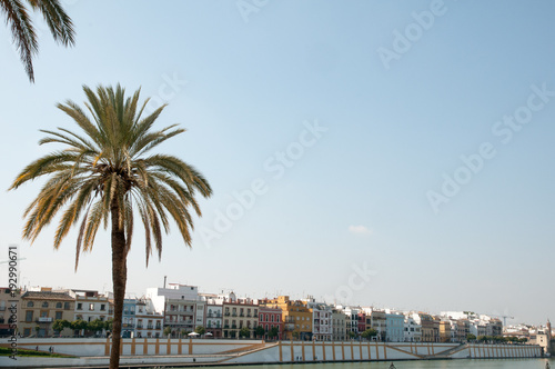 Palm trees in Seville © Jennifer de Montfort