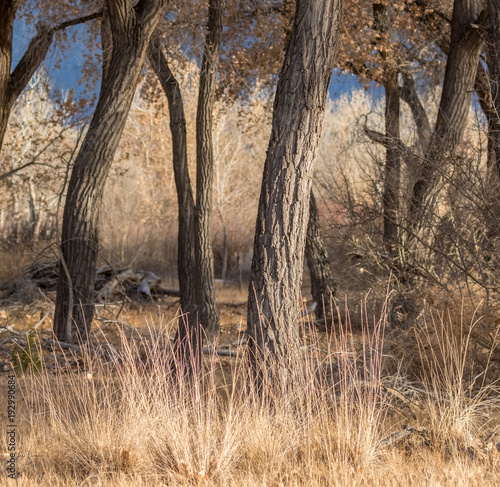 grass and cottonwood trees near Rio Grande north of Albuquerque, New Mexico