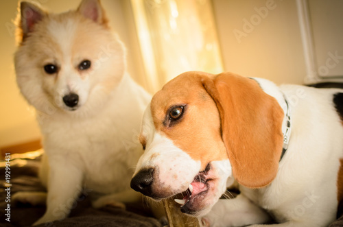 Two dogs beagle and spitz on the floor friends