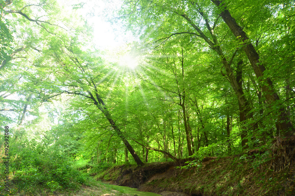 Obraz premium Landschaft 533