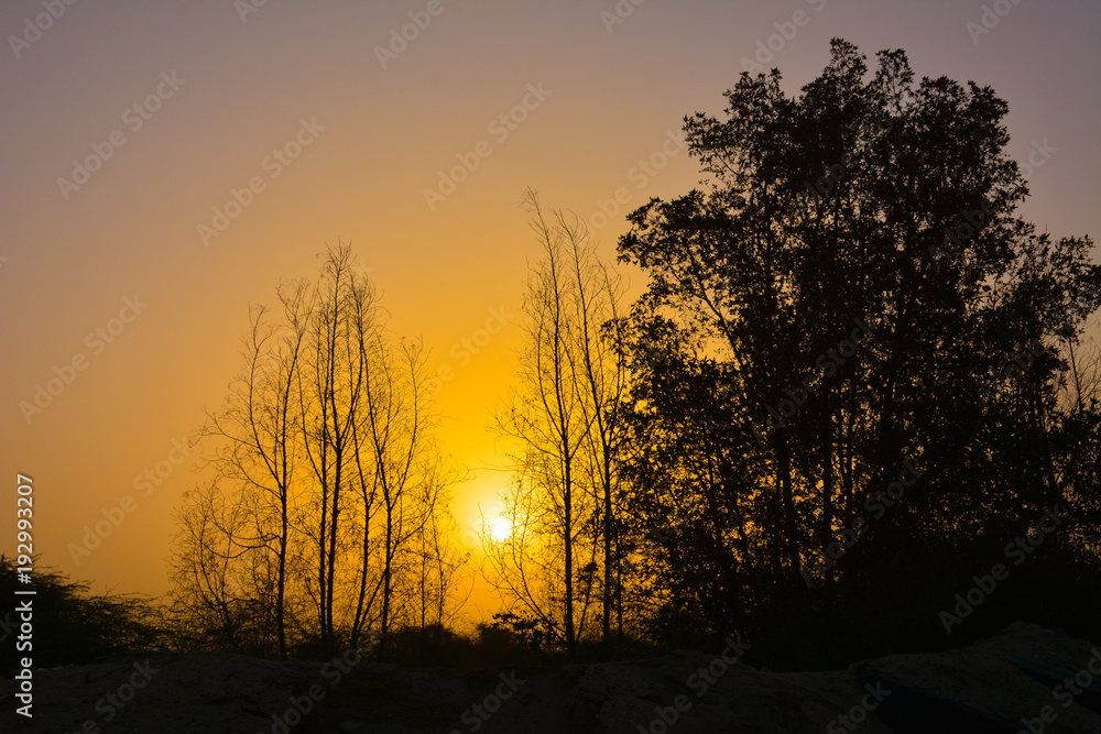 Sunrises and silhouette trees Sunrises and silhouette trees