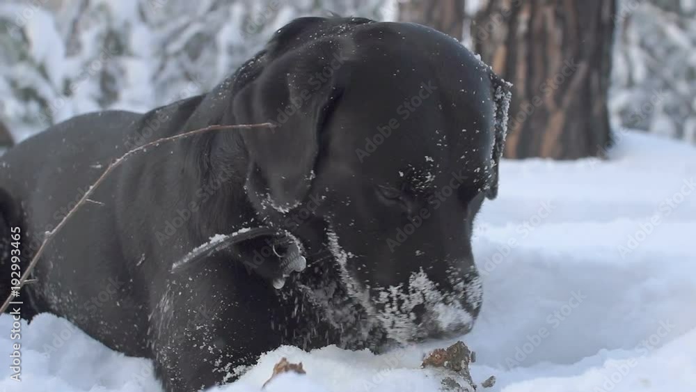 dog lies in a snowdrift in a winter forest. black dog labrador retriever gnawing wood in the snow dog lies in a snowdrift in a winter forest. black dog labrador retriever gnawing wood in the snow