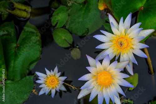 White lotus and green leaf in the pond.