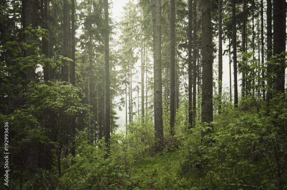 wilderness landscape with green vegetation and pine trees wilderness landscape with green vegetation and pine trees