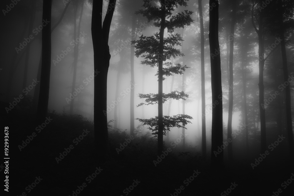 black and white dark forest landscape
