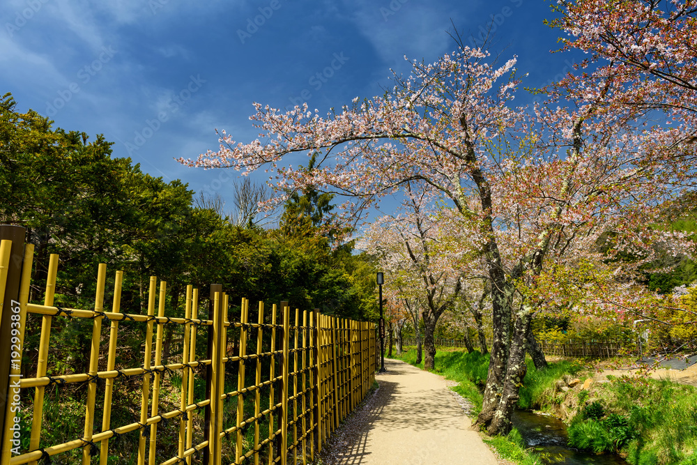 Fototapeta premium sakura blossom at Oshino Hakkai village