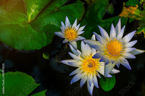 White lotus and green leaf in the pond.