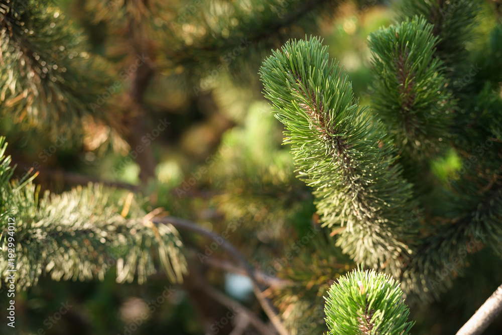 green branch on small pine tree green branch on small pine tree