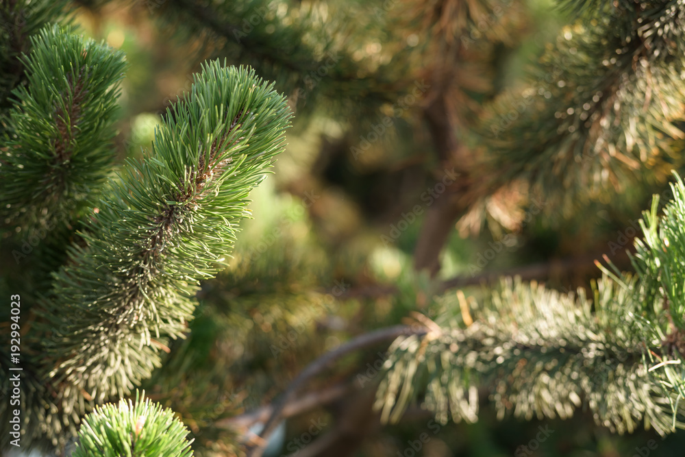 green branch on small pine tree