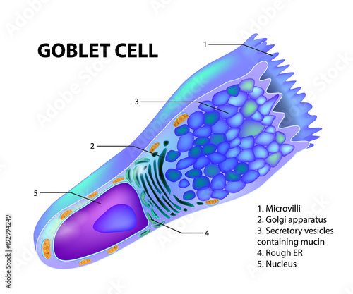 GOBLET CELL. Structure