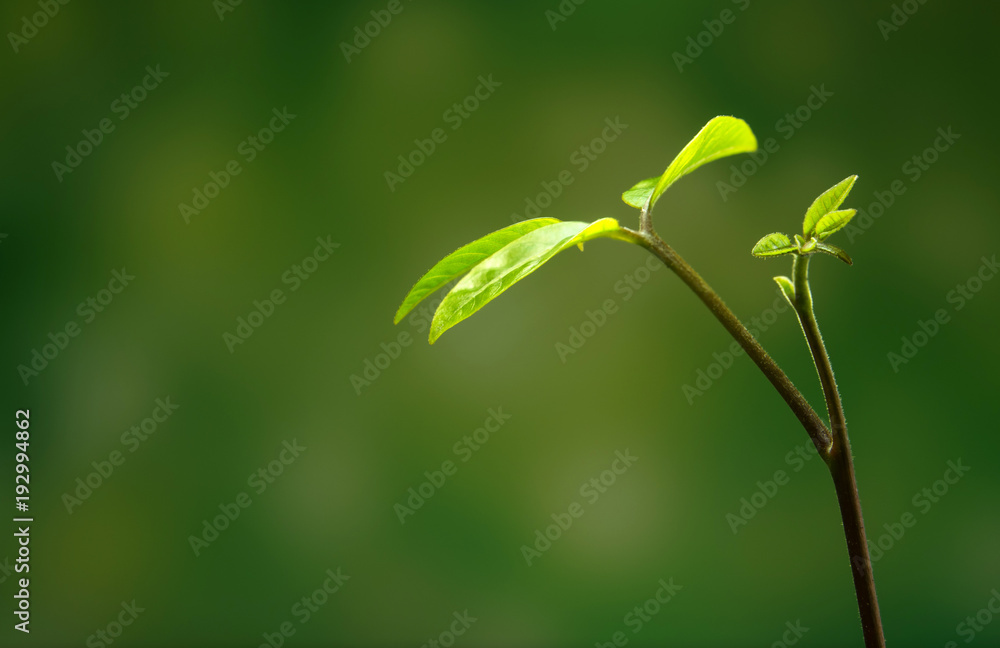 Bud leaves of young plant seeding in forest Bud leaves of young plant seeding in forest