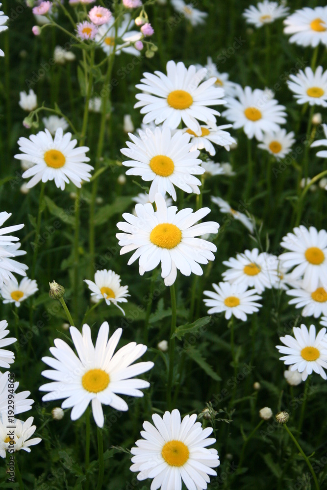 Daisies Daisies