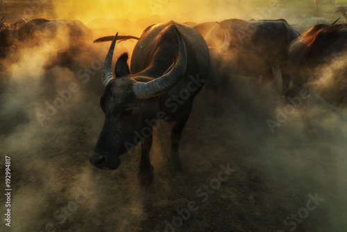 Many Buffalo in the middle of dust. Thai buffalo