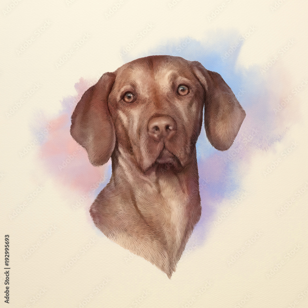 Illustration of a Vizsla dog. Weimaraner. Dog is man's best friend. Animal collection: Dogs. Watercolor Dog Pug Portrait - Hand Painted Illustration of Pets. Art background for banner, cover, card.