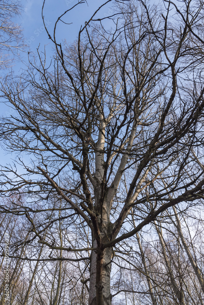 Baum im Winter, kahler Baum, blauer Himmel Baum im Winter, kahler Baum, blauer Himmel