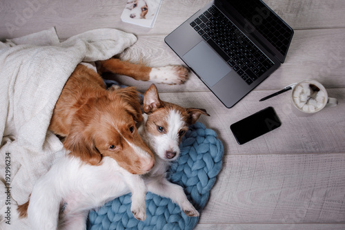 Canvas Print Two dogs at the laptop. Coffee break