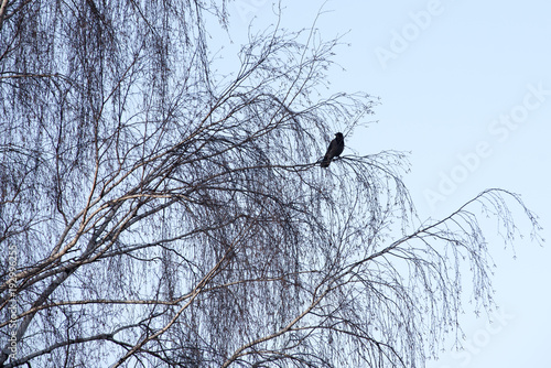 Vogel sitzt auf einem Baum  Baum  Birke im Winter mit vogel