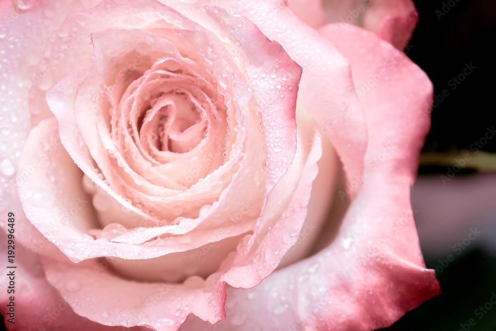 closeup of pink rose with water drops on dark background closeup of pink rose with water drops on dark background