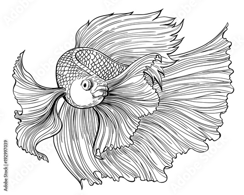 Vector drawing of siamese fighting fish on white background.