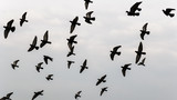 Silhouettes of flying bird on the against sky 