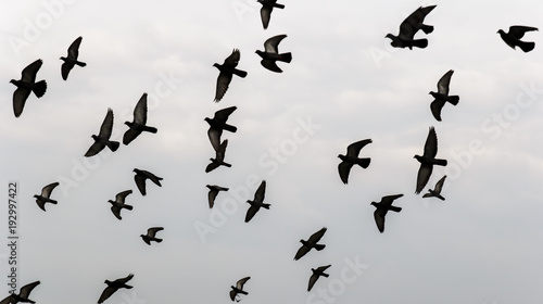 Silhouettes of flying bird on the against sky
