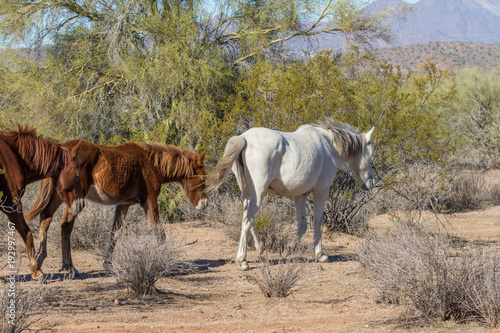 Wild Horses in the Arizona Desert