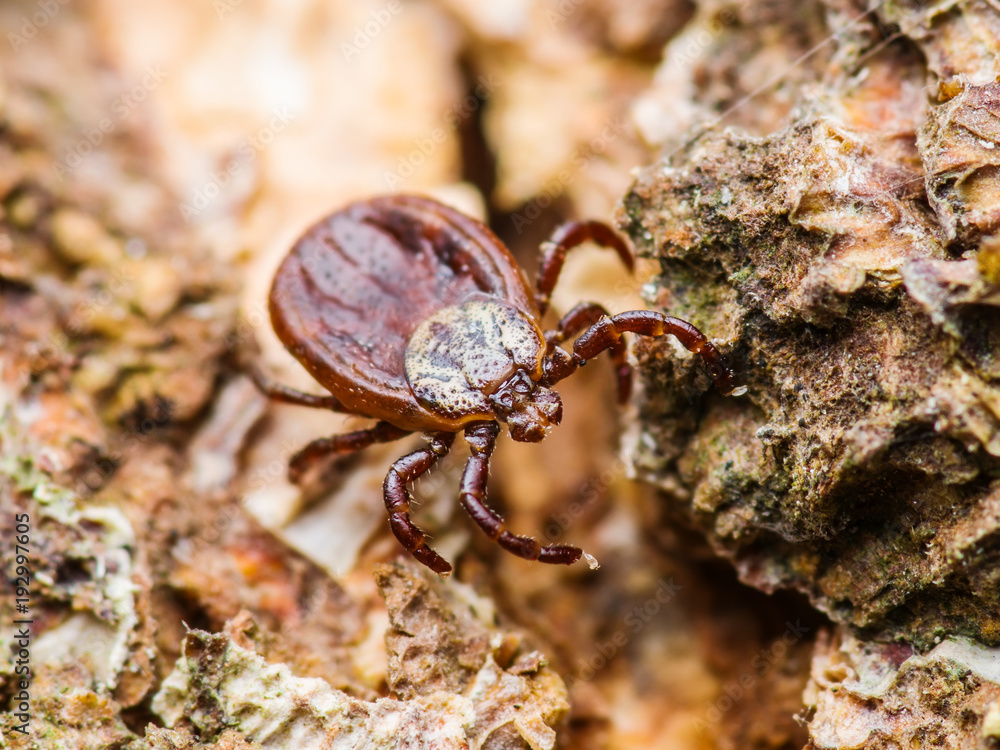 Encephalitis or Lyme Virus Infected Tick Arachnid Insect Crawling on Wood