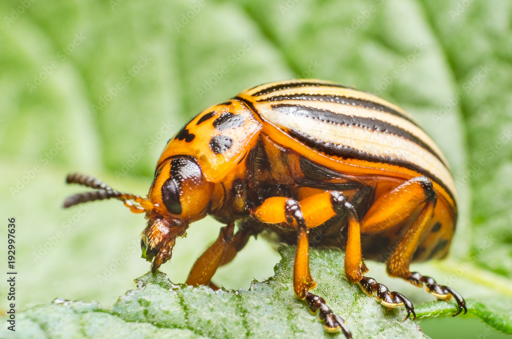 Colorado potato beetle eats potato leaves, close-up Colorado potato beetle eats potato leaves, close-up