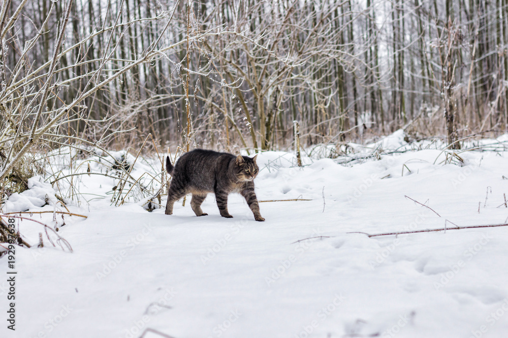 Fototapeta premium cat in the village in winter