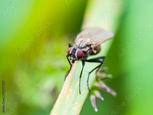 Exotic Drosophila Fruit Fly Diptera Insect on Green Grass