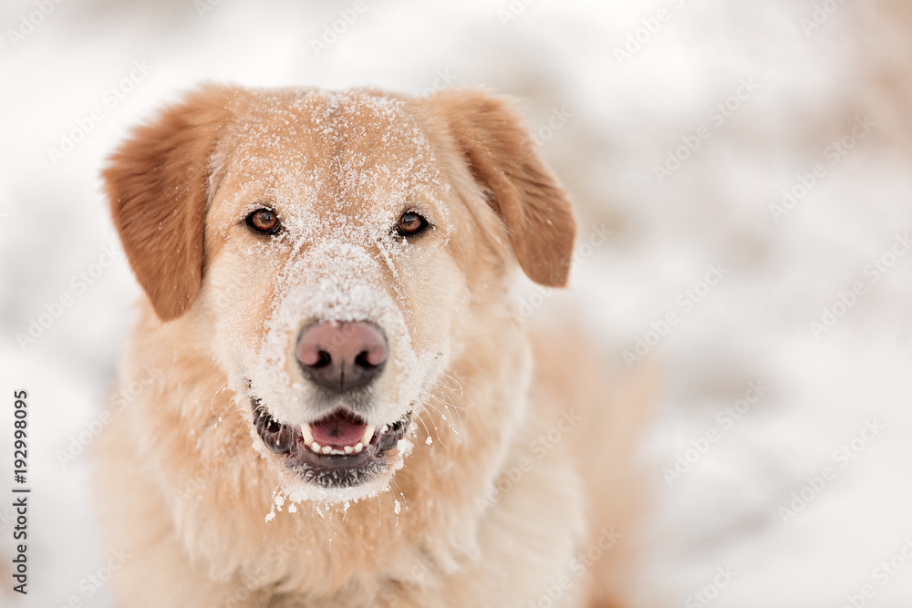 Snow covered dog