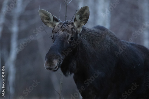 elk, animal, deer, mammal, nature, © Victor