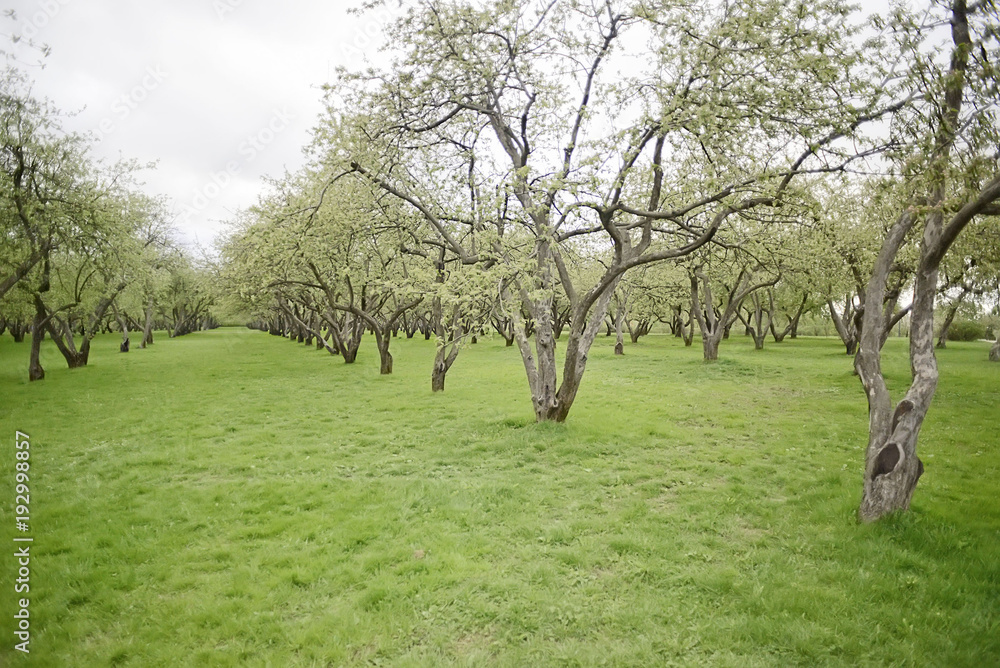 Fototapeta premium Beautiful apple tree garden