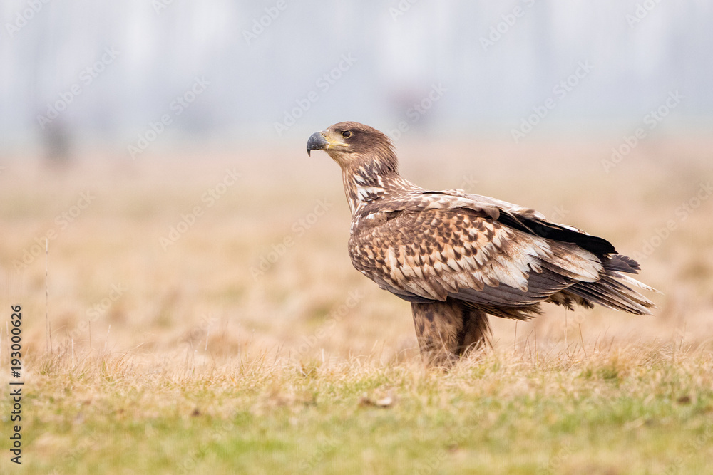 Juvenile White-tailed eagle Juvenile White-tailed eagle