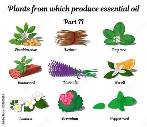 Plants from which produce essential oils. Part 2