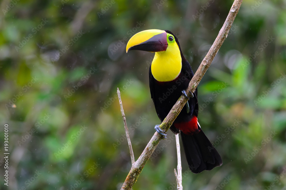 Fototapeta premium Tukan żuwaczkowy (Ramphastos swainsonii), La Selva, Kostaryka
