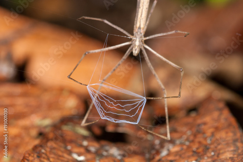 Net-Casting Spider  Deinops longipes   Coto Brus  Costa Rica