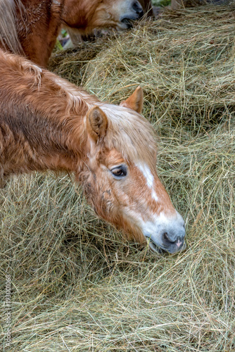 Small brown pony eats hay in the pasture