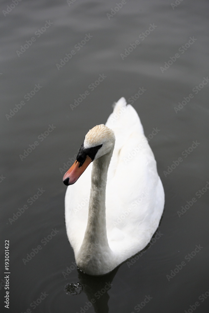 Obraz premium Swans are birds of the family Anatidae within the genus Cygnus.