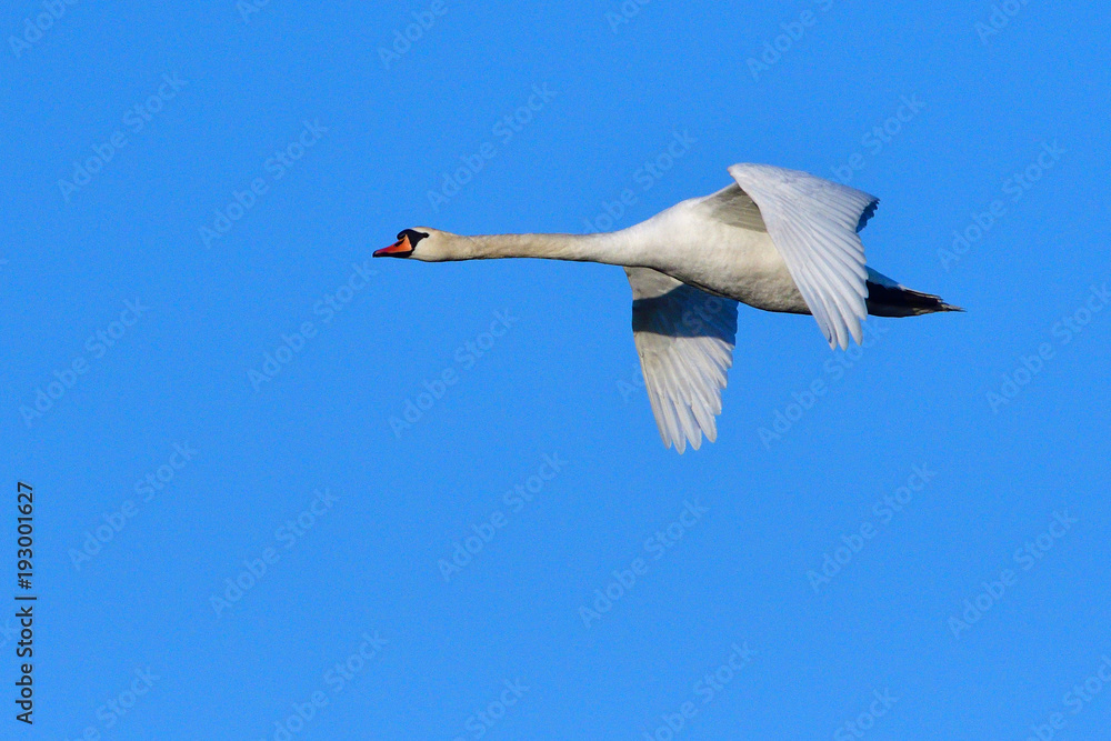 Fliegende Höckerschwäne in der Morgensonne Fliegende Höckerschwäne in der Morgensonne