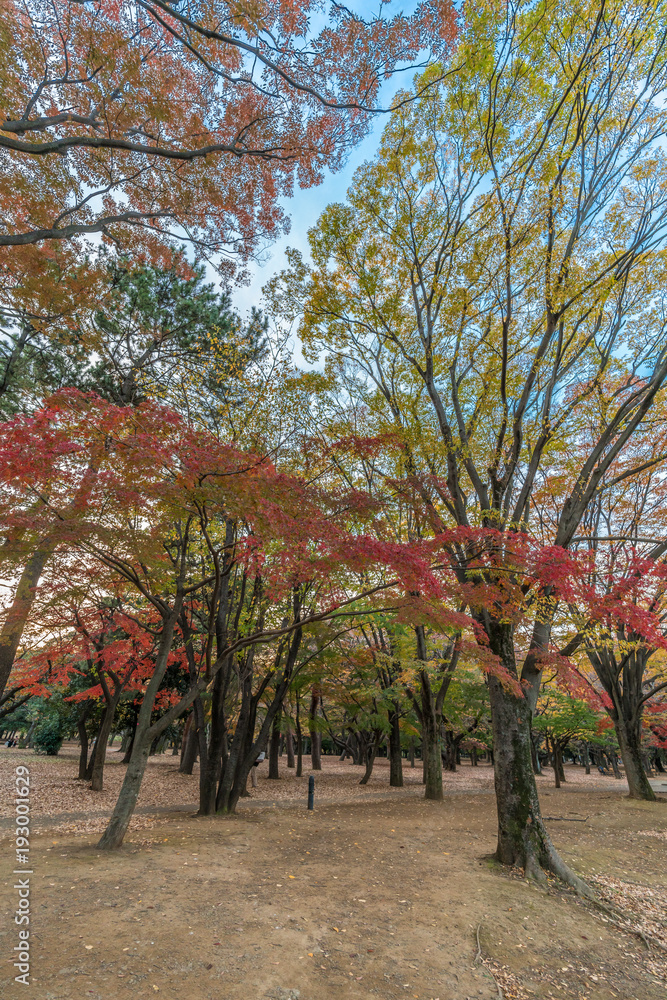 Momiji (maple tree) Autumn colors, fall red foliage carpet sunset at Yoyogi Park in Shibuya ward, Tokyo, Japan
