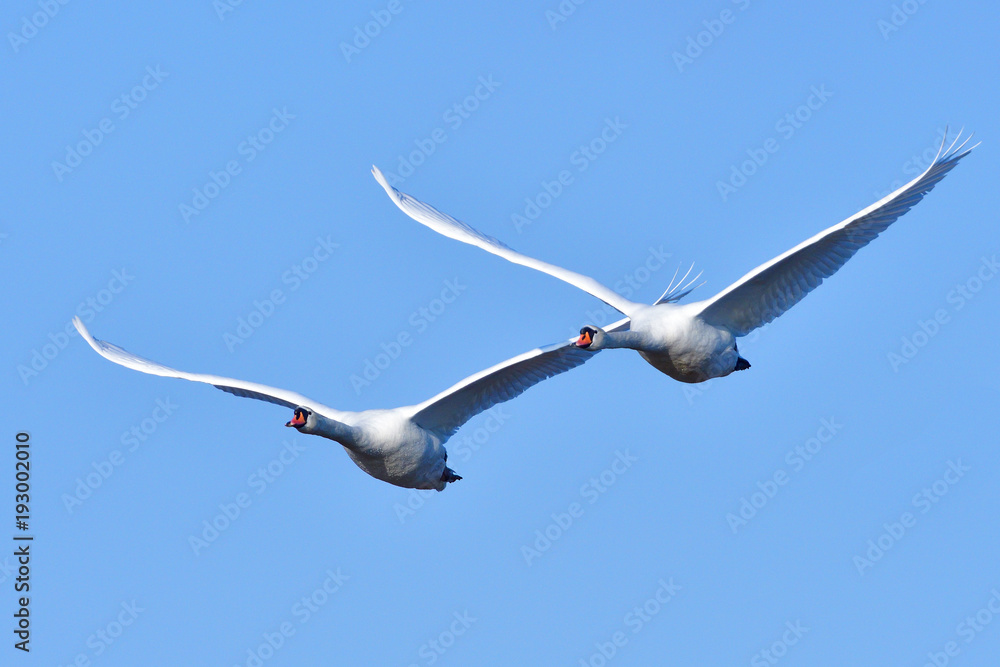 Fliegende Höckerschwäne in der Morgensonne Fliegende Höckerschwäne in der Morgensonne