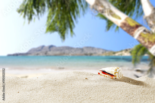 summer sand and shell with beach landscape 