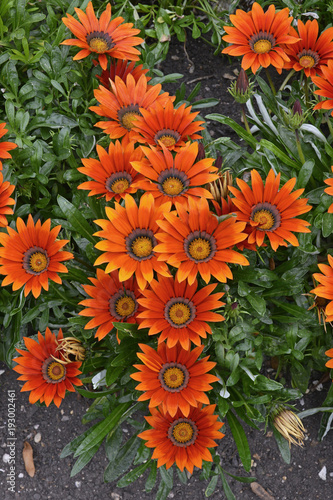 Close up of colourful Gazania Splendent new day