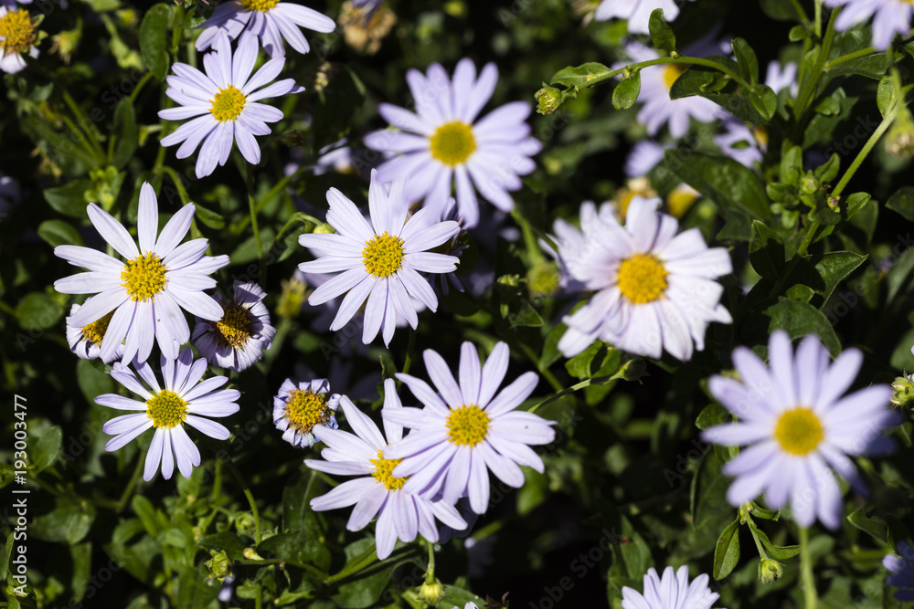 Fototapeta premium Garten-Schön-Aster, (Kalimeris incisa),