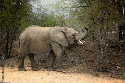 Słoń, Park Narodowy Krugera w RPA