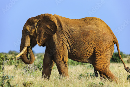 Canvas Print elephant